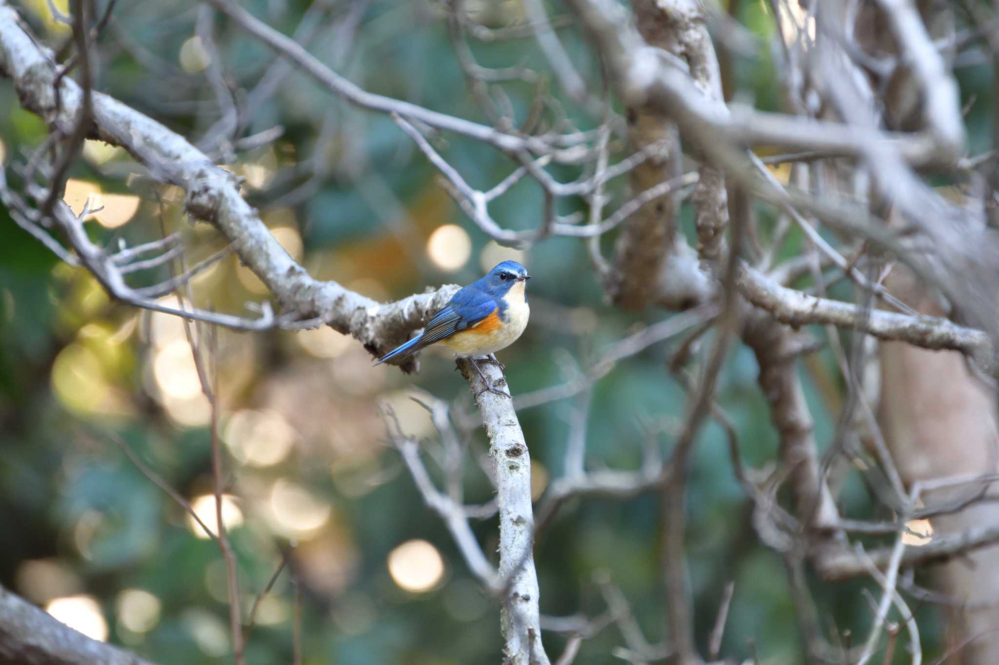 Red-flanked Bluetail