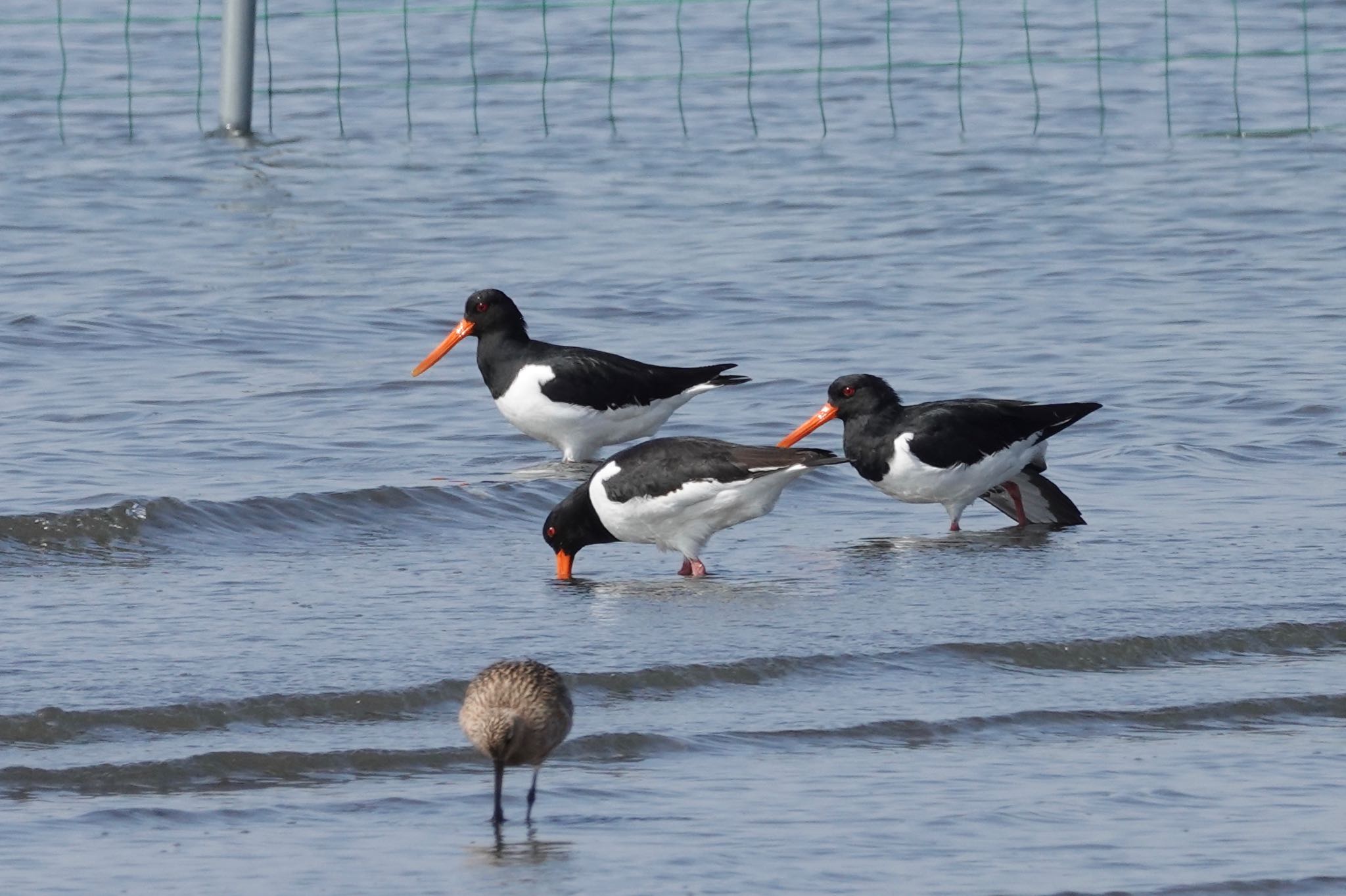 ふなばし三番瀬海浜公園 ミヤコドリの写真 by のどか