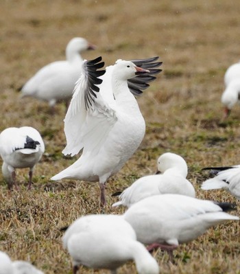 Sun, 4/4/2021 Birding report at 北海道浦幌町