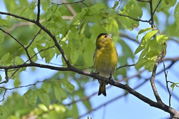 Eurasian Siskin 金井公園 Sun, 4/11/2021