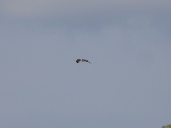 2021年4月14日(水) 内之浦ひがた親水公園の野鳥観察記録