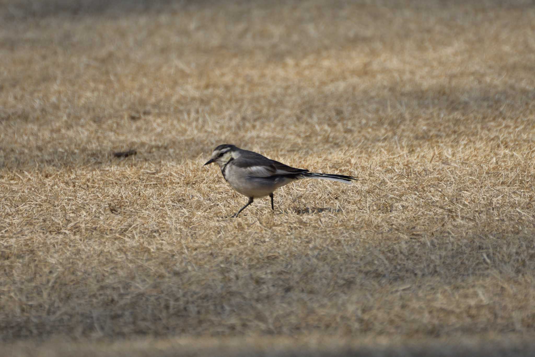 White Wagtail