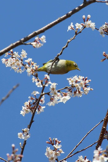 Warbling White-eye 万博記念公園 Thu, 3/19/2020