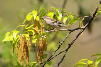 ニュウナイスズメ 馬見丘陵公園 2021年4月12日(月)