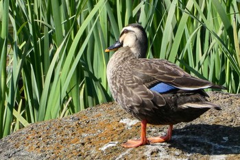 カルガモ 都立浮間公園 2021年4月10日(土)