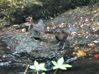 カワガラス 岩屋堂公園 2021年4月14日(水)