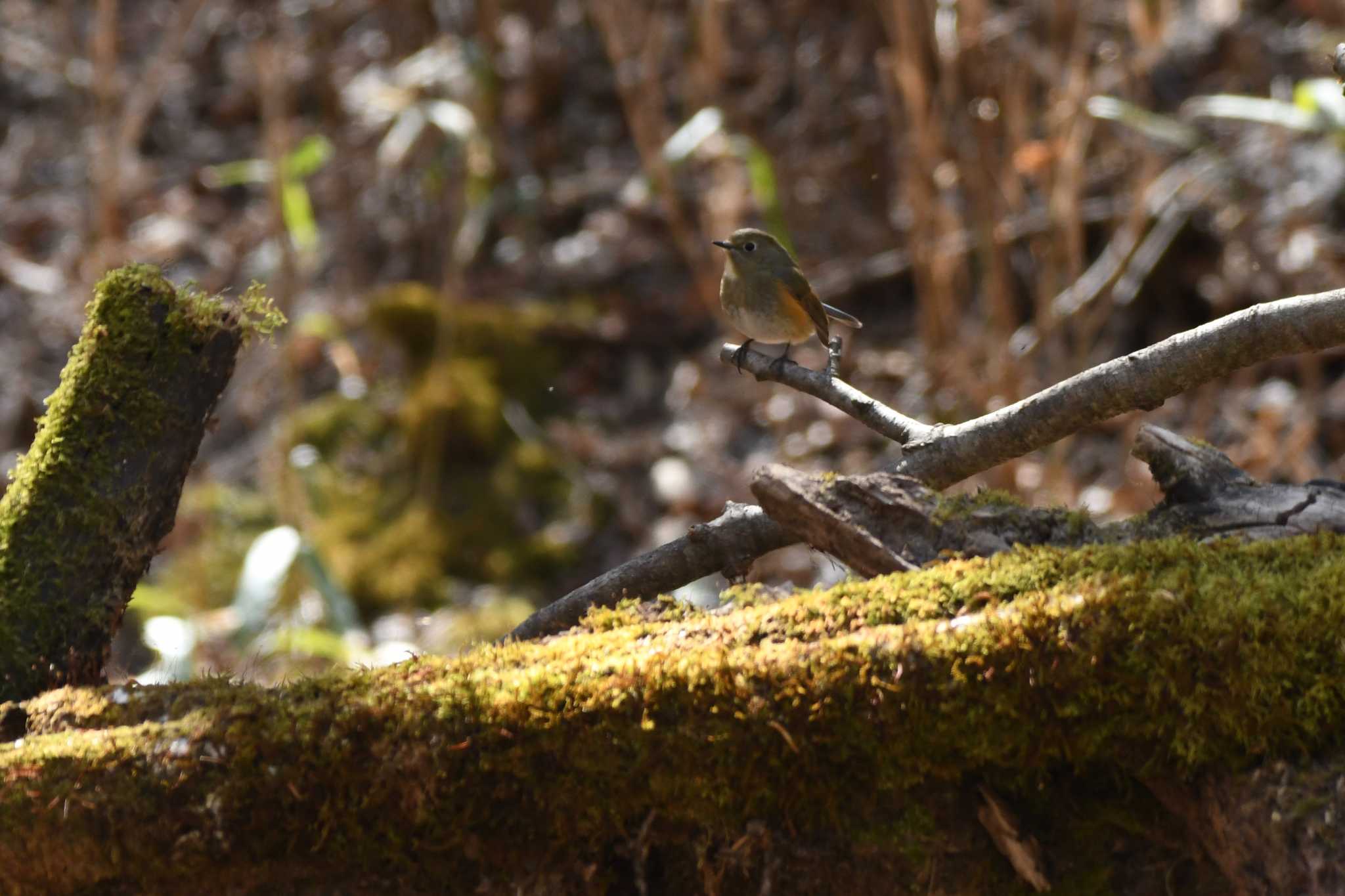 Red-flanked Bluetail