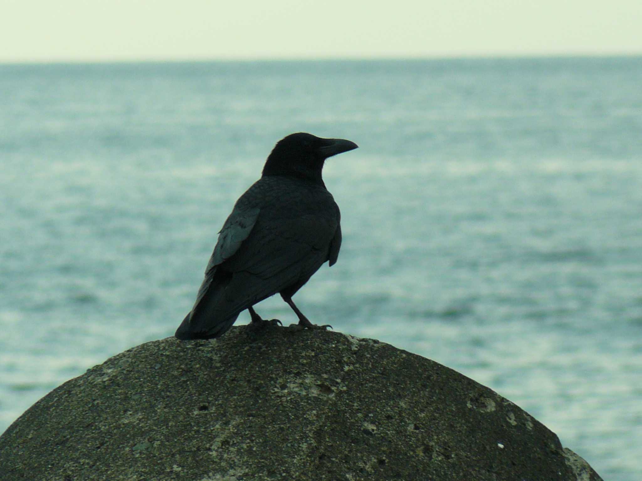 Carrion Crow