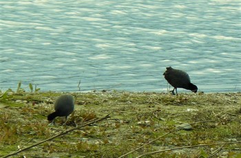 Fri, 4/9/2021 Birding report at 酒匂川河口