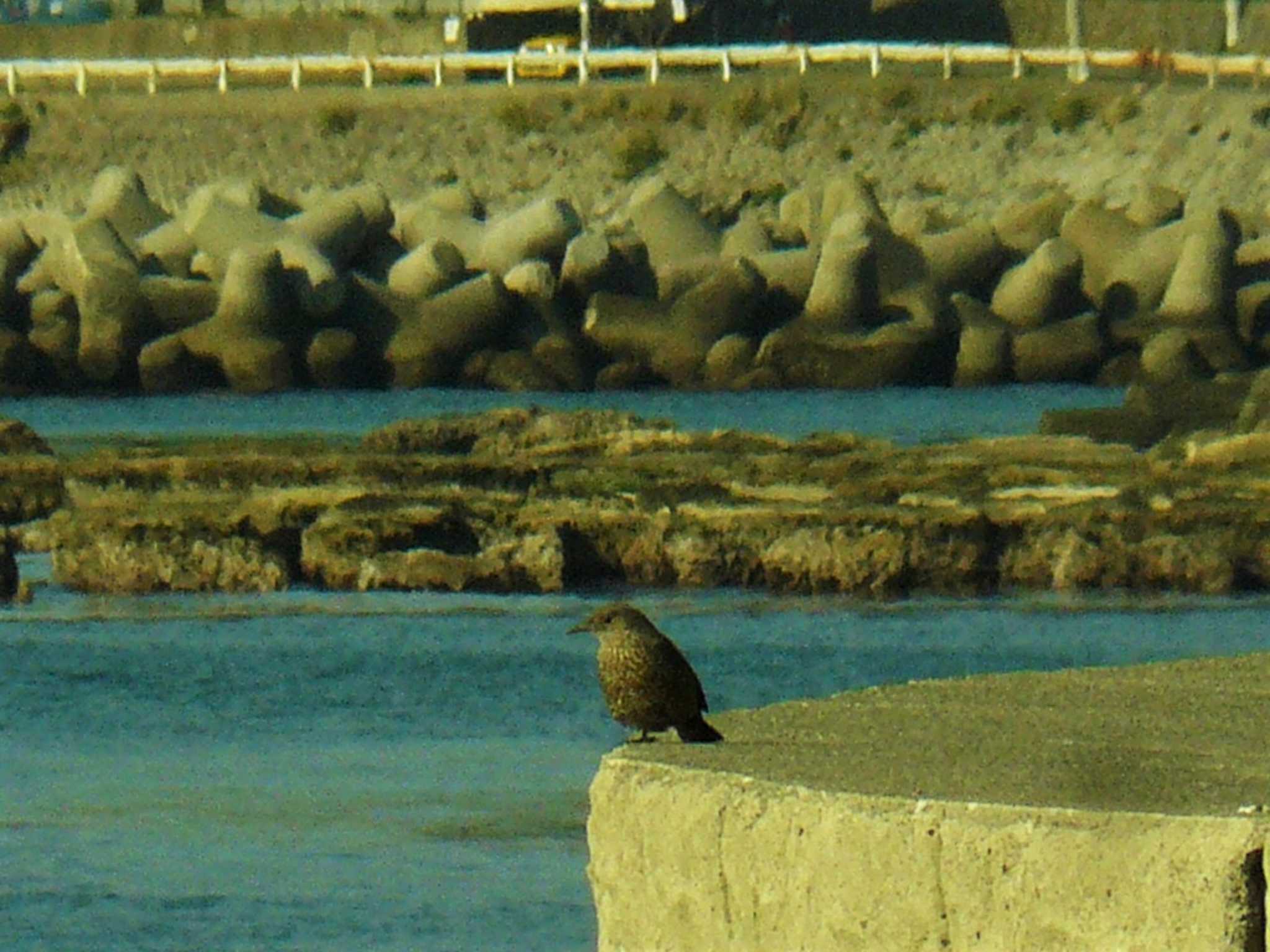 三浦半島 イソヒヨドリの写真 by koshi