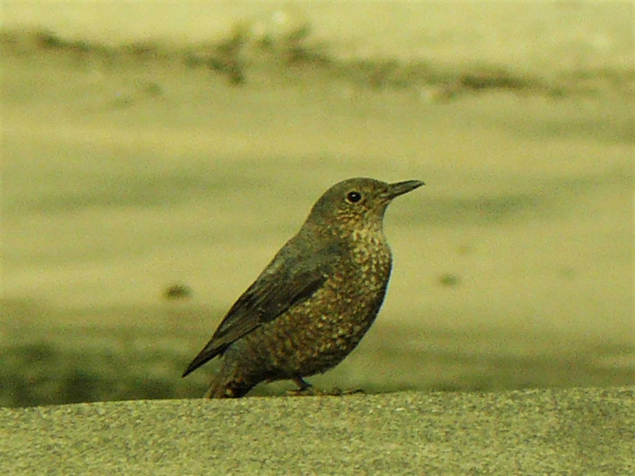 三浦半島 イソヒヨドリの写真 by koshi