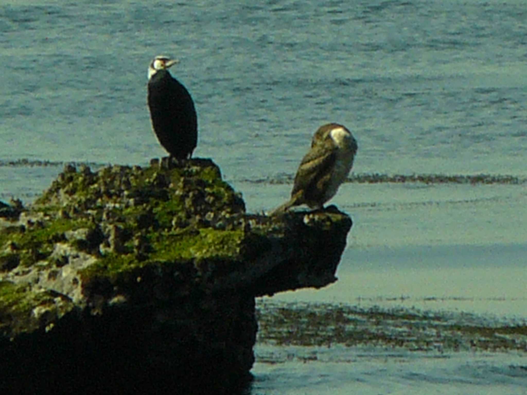 三浦半島 カワウの写真 by koshi