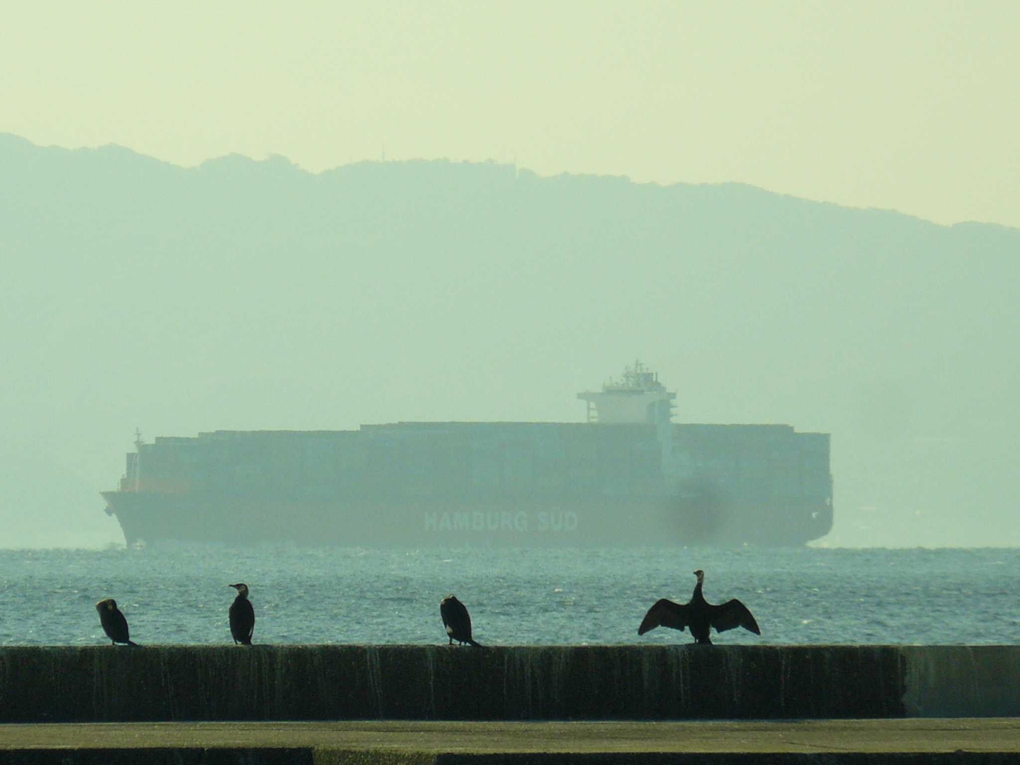 三浦半島 カワウの写真 by koshi