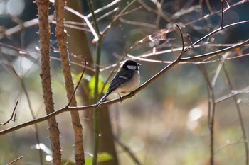 Japanese Tit Shinjuku Gyoen National Garden Thu, 2/16/2017