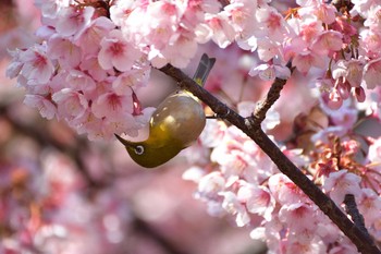 メジロ 新宿御苑 2017年2月16日(木)