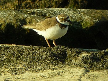 2021年4月11日(日) 三浦半島の野鳥観察記録