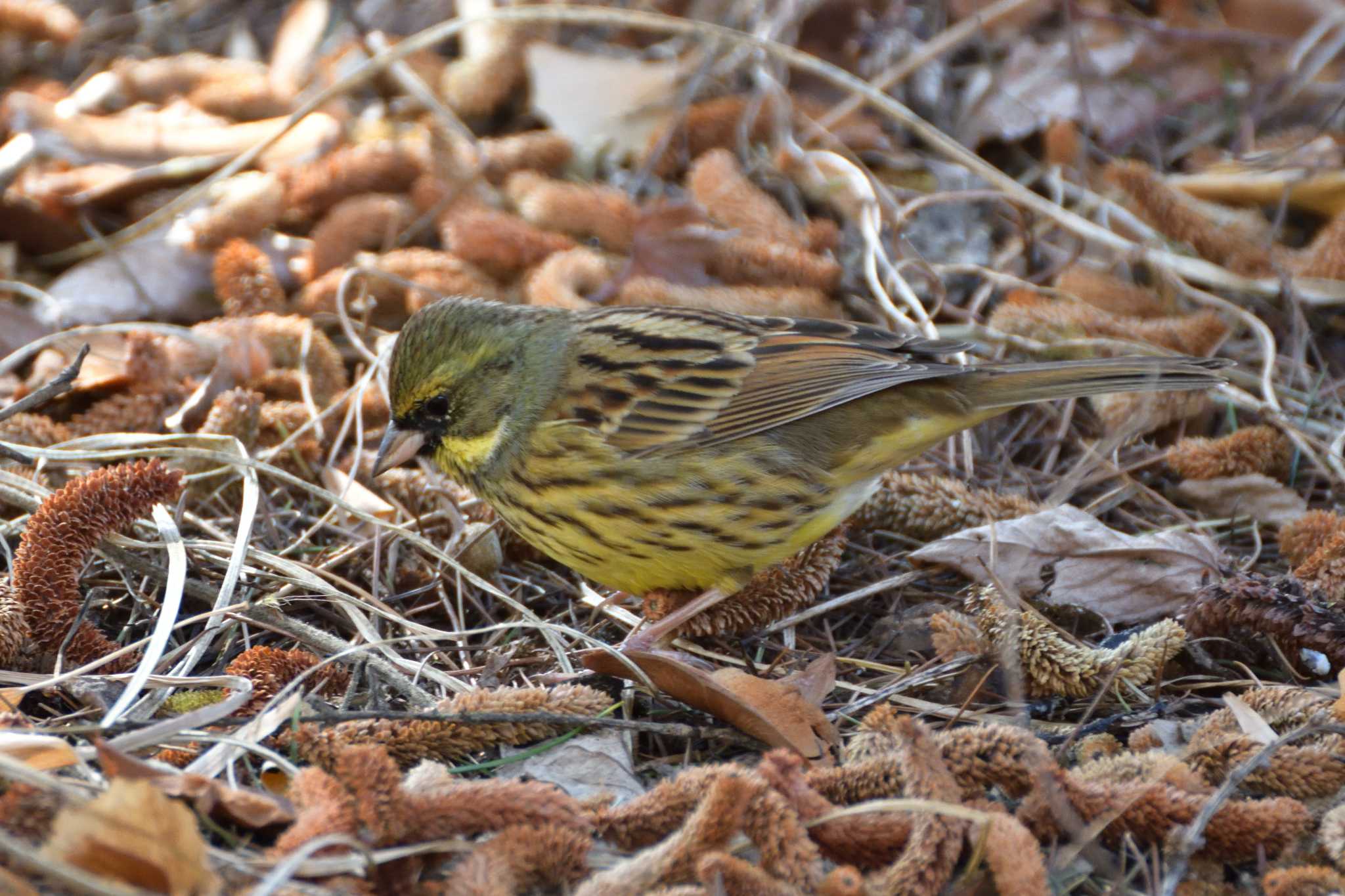 Masked Bunting