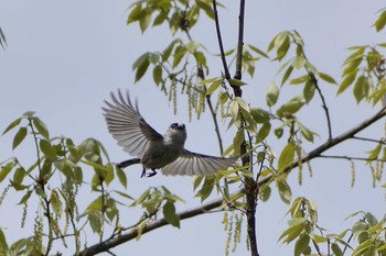 2021年4月14日(水) 愛知県森林公園の野鳥観察記録