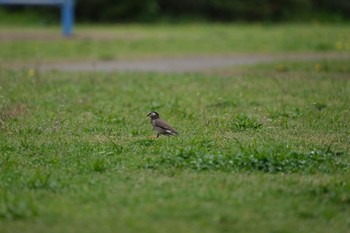 ムクドリ 入間川 2021年4月14日(水)