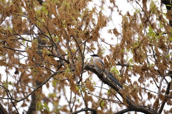 オナガ 入間川 2021年4月14日(水)