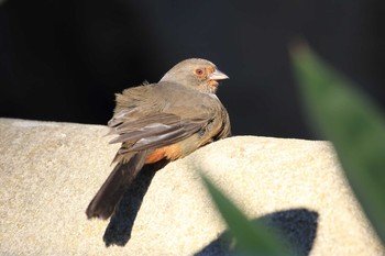 カリフォルニアムジトウヒチョウ