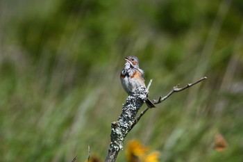 Chestnut-eared Bunting 長野県 Mon, 8/10/2020