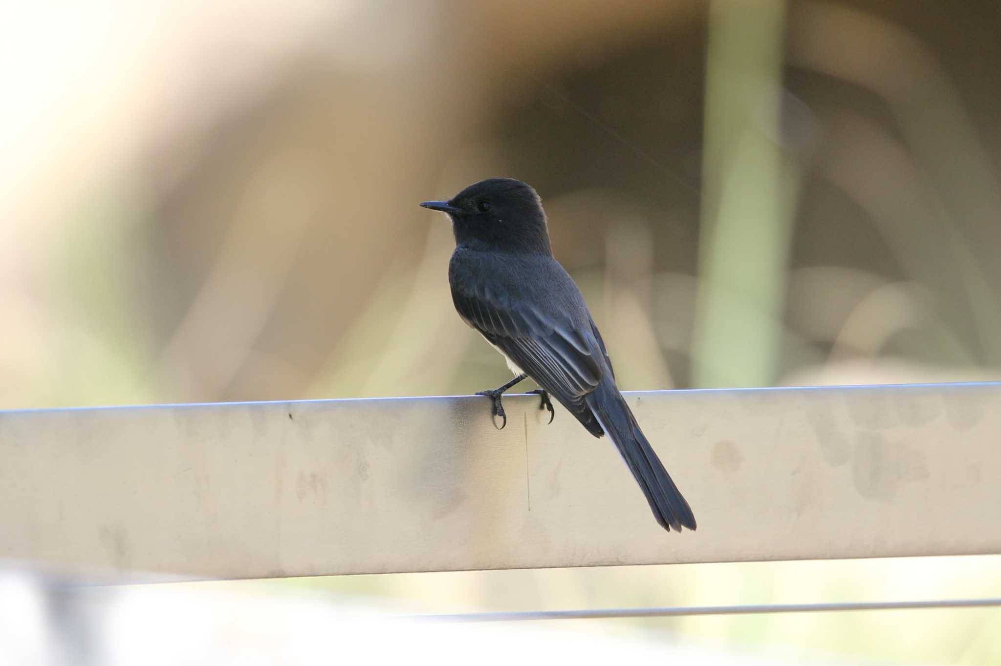 Photo of Black Phoebe at アメリカ　サンディエゴ by it-kozou