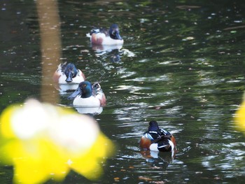 Northern Shoveler Shinjuku Gyoen National Garden Sun, 4/11/2021