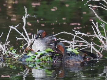 Little Grebe Shinjuku Gyoen National Garden Sun, 4/11/2021