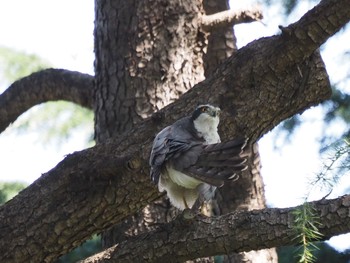 Eurasian Goshawk Shinjuku Gyoen National Garden Sun, 4/11/2021