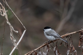 Willow Tit 篠路五ノ戸の森緑地 Wed, 4/14/2021