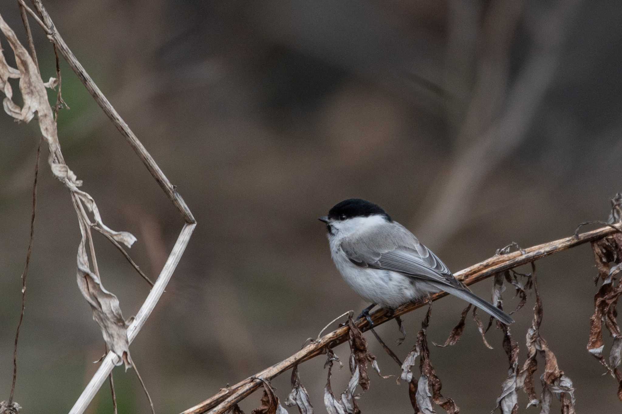 Photo of Willow Tit at 篠路五ノ戸の森緑地 by アカウント7111
