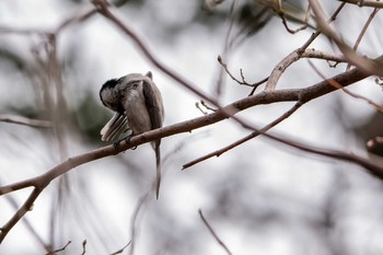 Willow Tit 篠路五ノ戸の森緑地 Wed, 4/14/2021