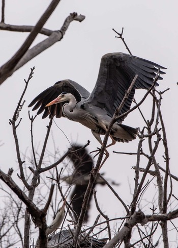 Grey Heron 篠路五ノ戸の森緑地 Wed, 4/14/2021