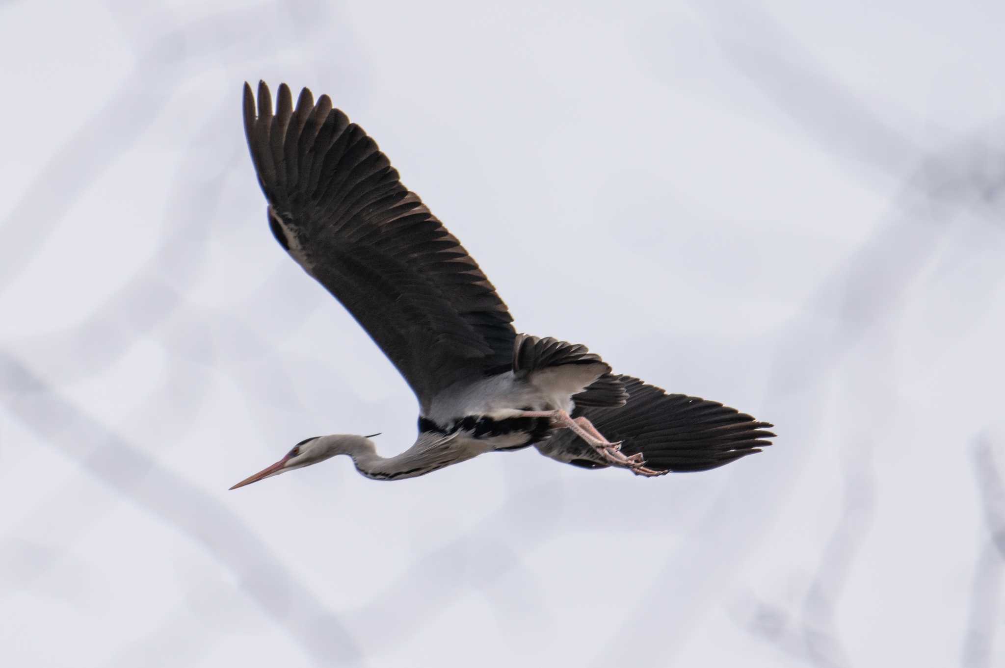 Photo of Grey Heron at 篠路五ノ戸の森緑地 by アカウント7111