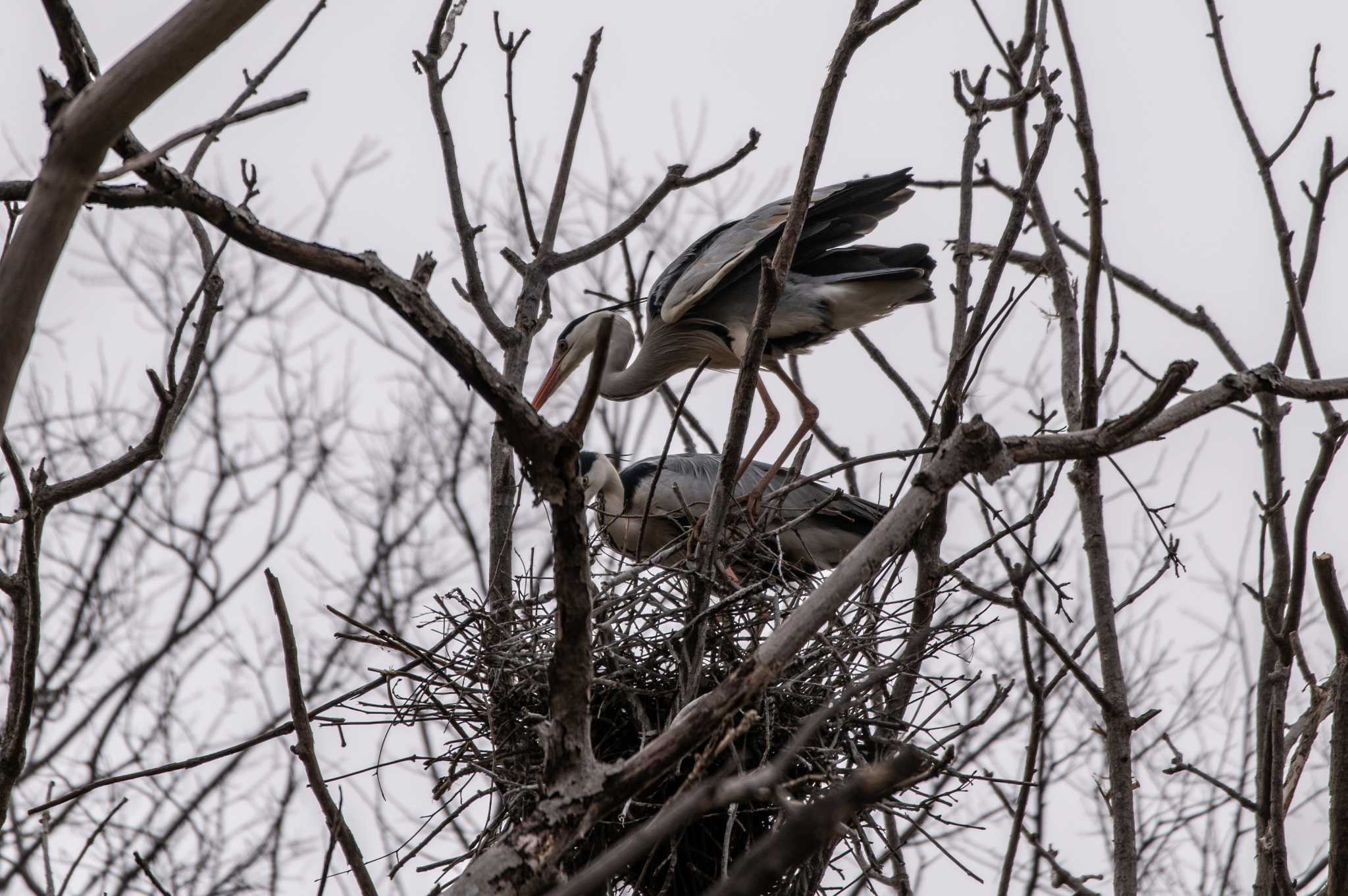 Photo of Grey Heron at 篠路五ノ戸の森緑地 by アカウント7111