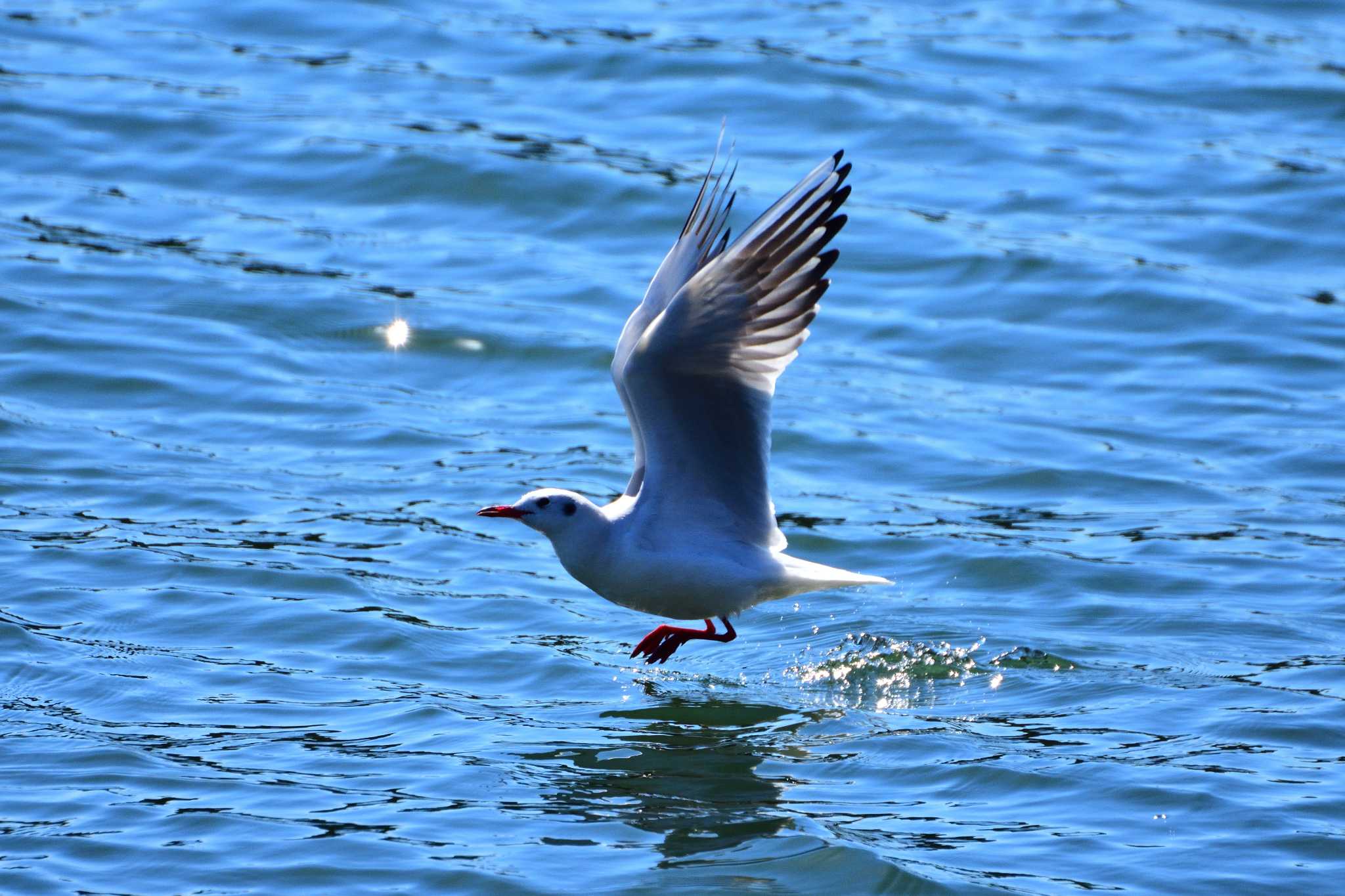 浜離宮恩賜庭園 ユリカモメの写真 by ちんあつ