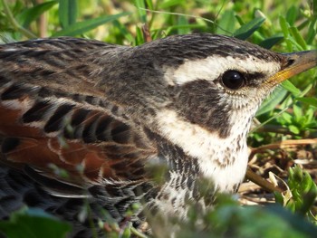 Dusky Thrush 恩田川 Thu, 4/8/2021