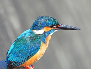 Common Kingfisher 恩田川 Thu, 4/8/2021