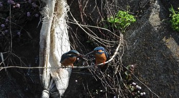 カワセミ 恩田川 2021年4月8日(木)