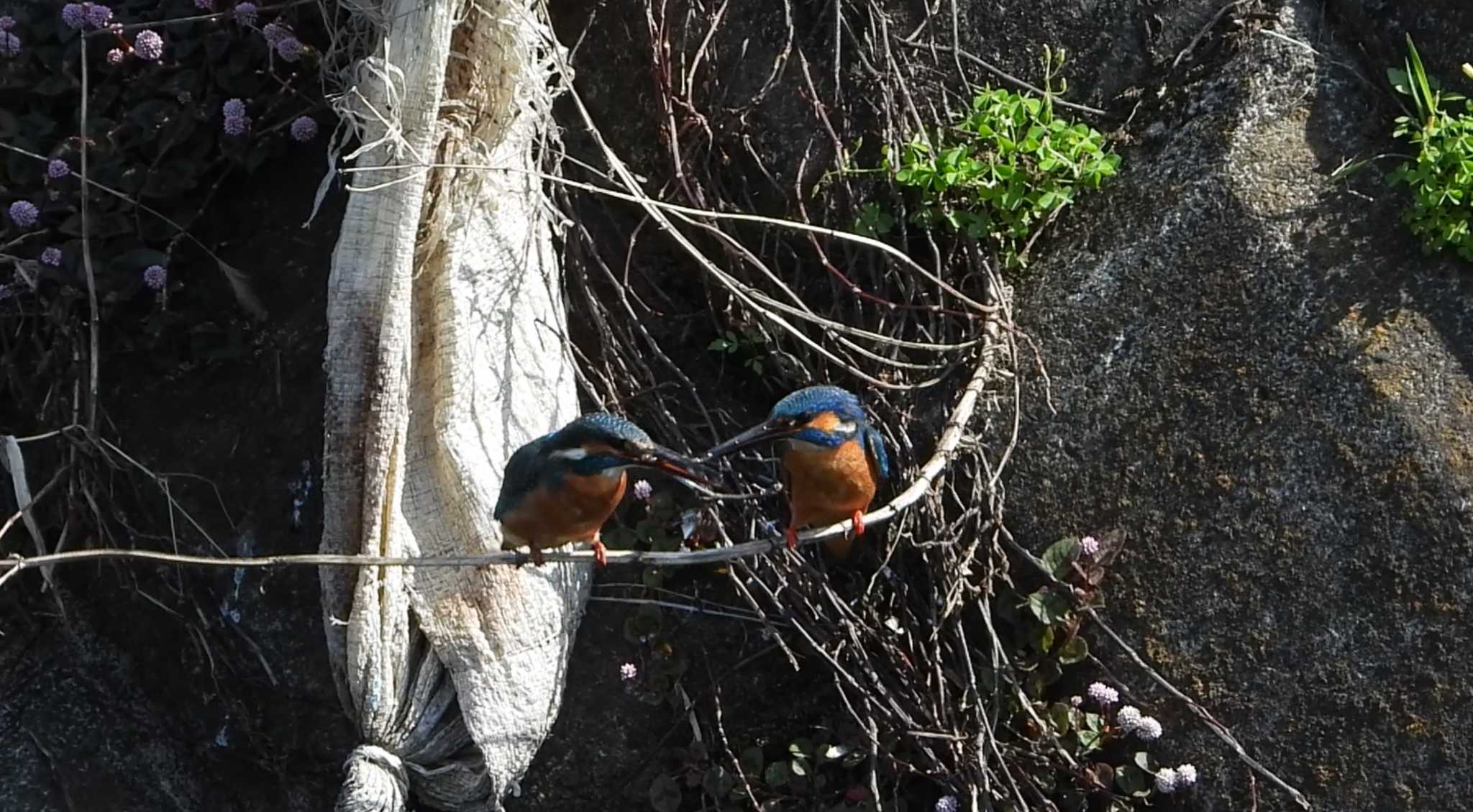 Common Kingfisher