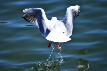 ユリカモメ 浜離宮恩賜庭園 2017年2月13日(月)