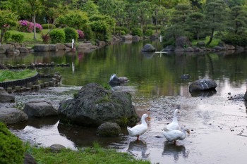 アヒル 場所が不明 2007年5月3日(木)