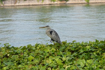 Grey Heron 広島 Tue, 9/19/2017