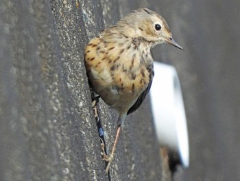 Water Pipit 恩田川 Thu, 4/8/2021