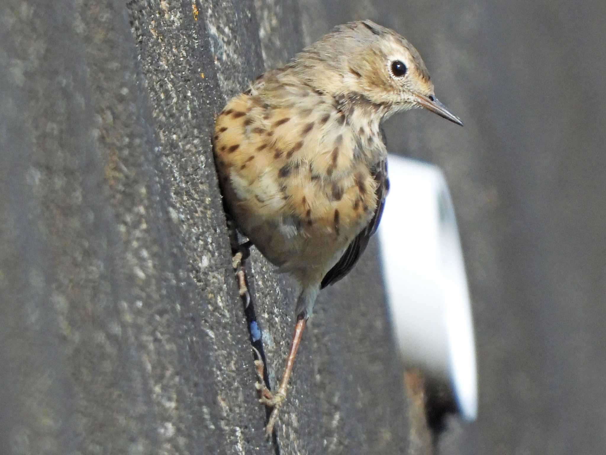 Water Pipit