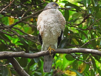 Japanese Sparrowhawk 恩田川 Thu, 4/8/2021