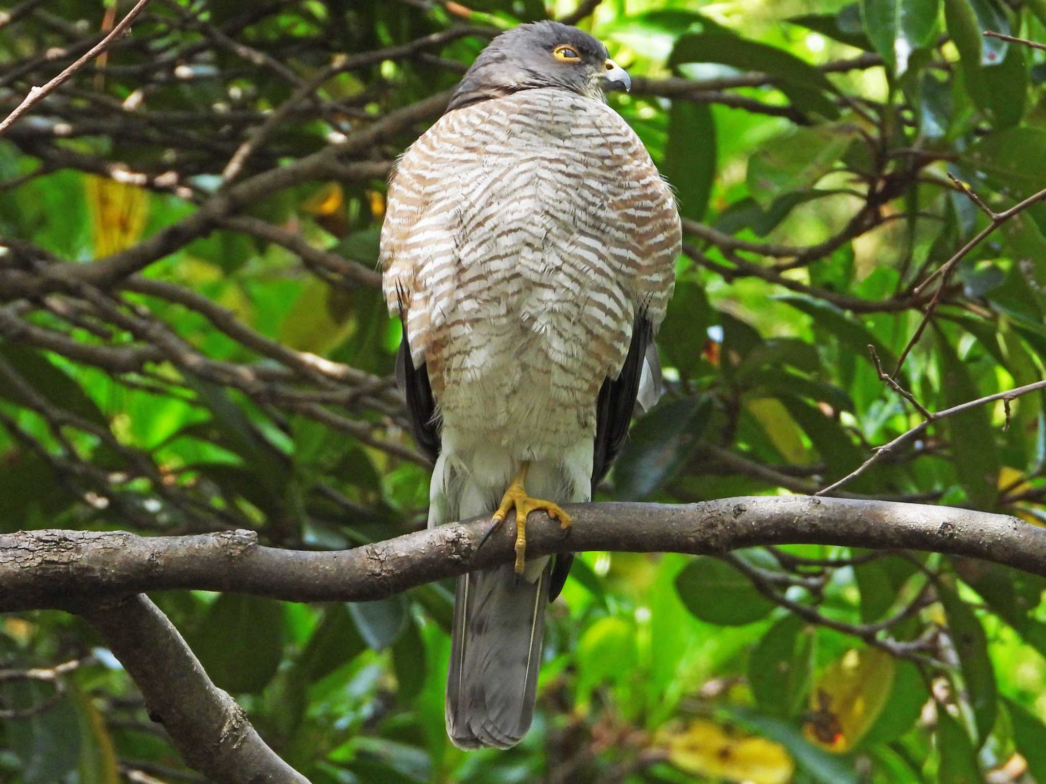 Japanese Sparrowhawk