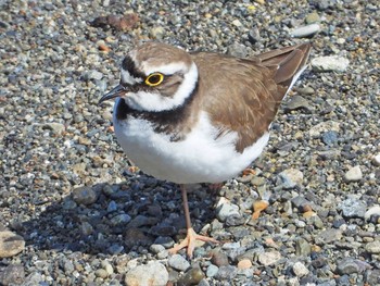 Little Ringed Plover Unknown Spots Thu, 4/8/2021