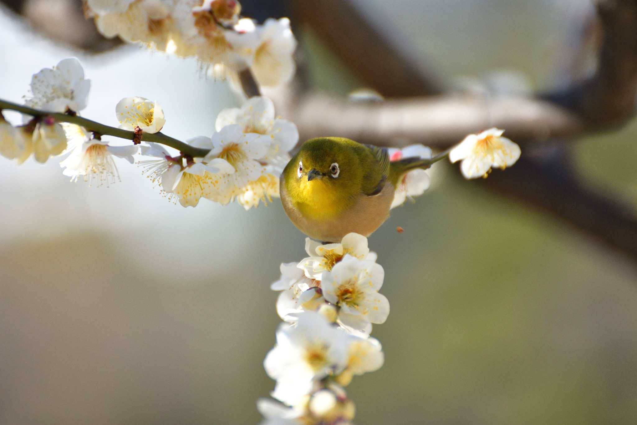 Warbling White-eye